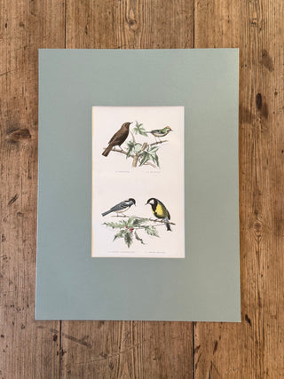 Étude d’Oiseaux (1866)