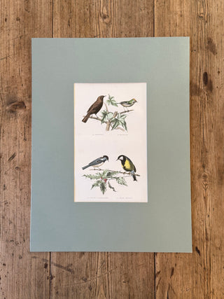 Étude d’Oiseaux (1866)