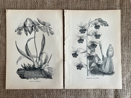 Orchids, Set of 2 Prints