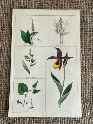 Antique Botanical Plate