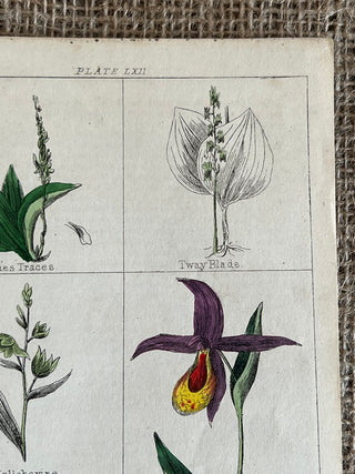 Antique Botanical Plate