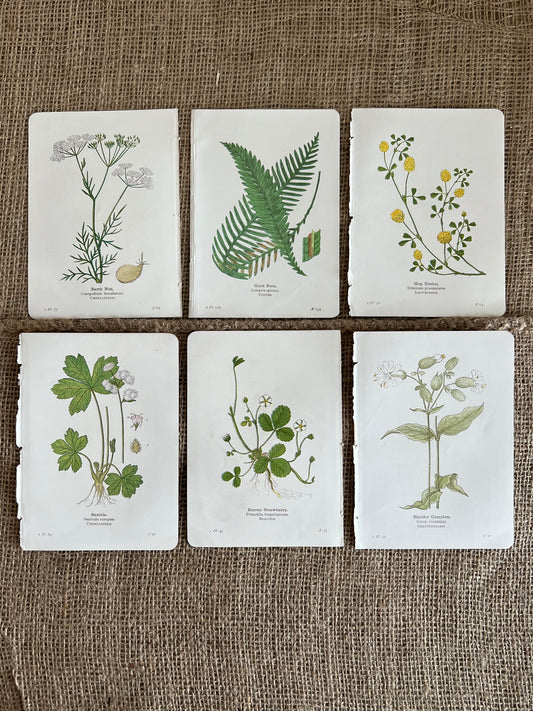 Vintage Botanical Prints, Set of 6