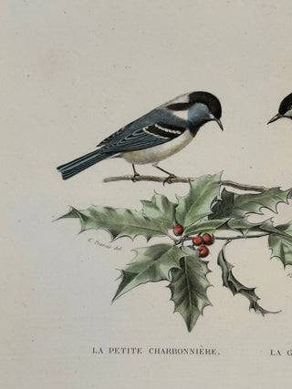 Étude d’Oiseaux (1866)