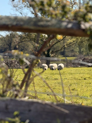 Three sheep grazing in a sunny green field, viewed through blurred tree branches and fence posts in the foreground.