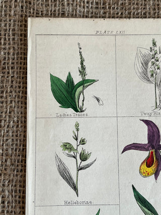 Antique Botanical Plate